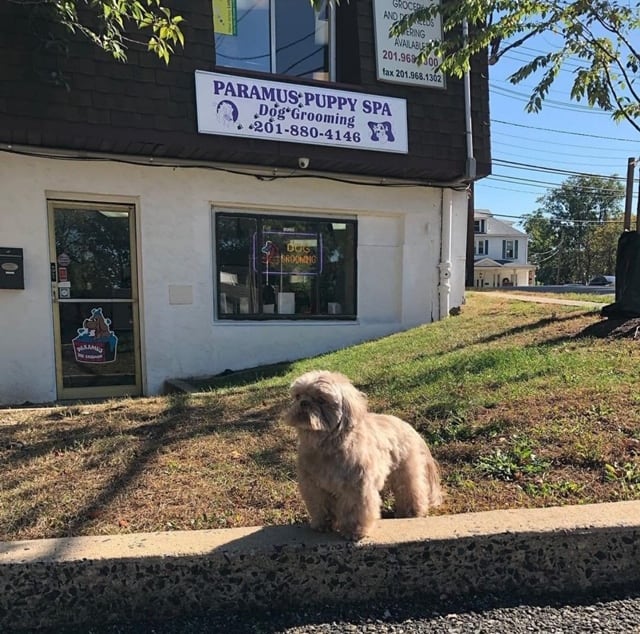 Dog Grooming- Paramus-NJ